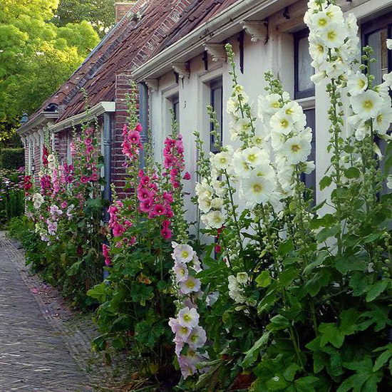 Geveltuin aanleggen