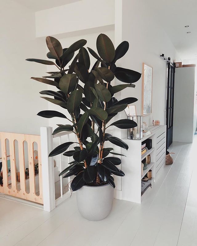 groen interieur planten groen interieur planten