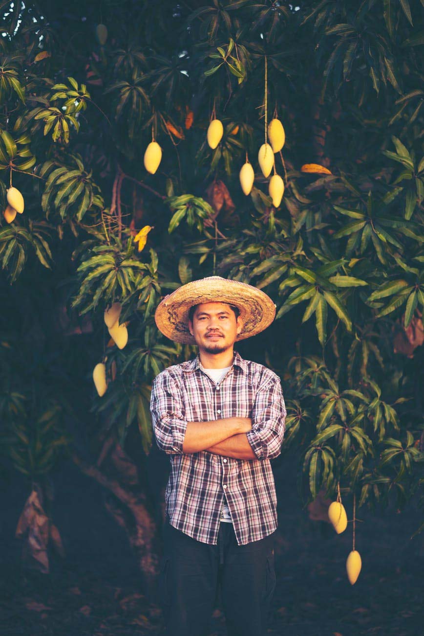 mangohout meubels mangoboom mangohout meubels mangoboom
