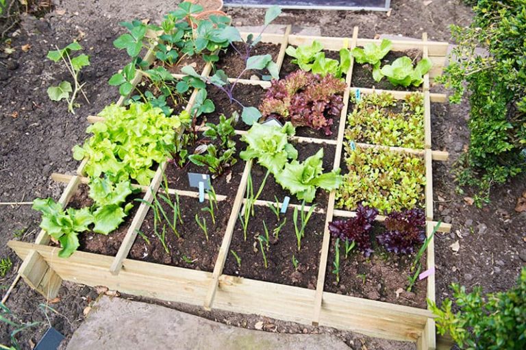 moestuin beginnen tips