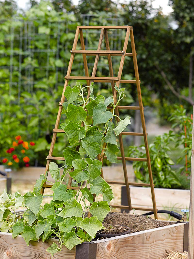 moestuin beginnen tips soorten planten moestuin beginnen tips soorten planten