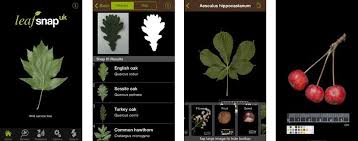 planten herkennen apps leafsnap