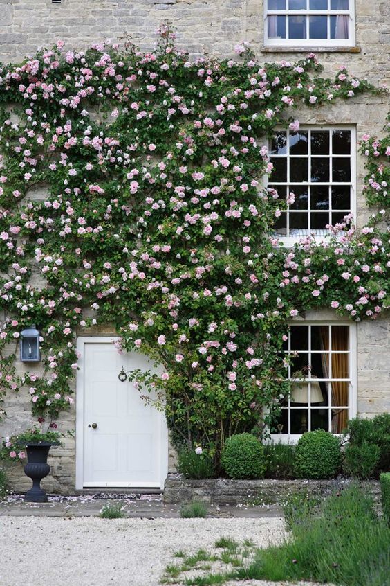 tips tegen hitte in huis klimplanten tips tegen hitte in huis klimplanten
