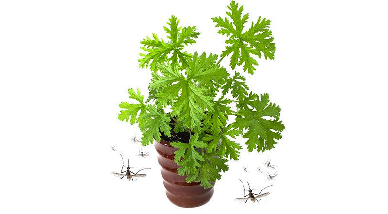 tips tegen muggen in huis citronella plant tips tegen muggen in huis citronella plant