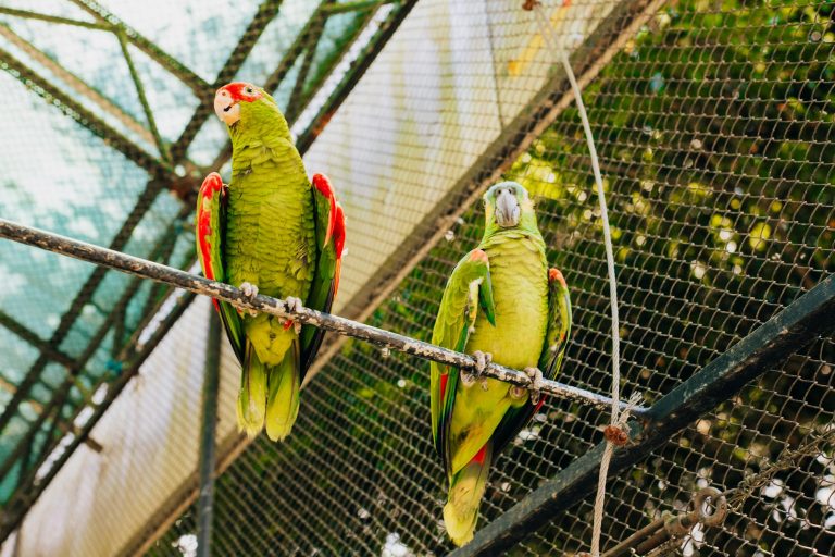 vogels tuin volière
