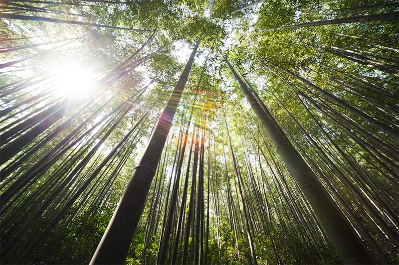 voordelen van bamboe